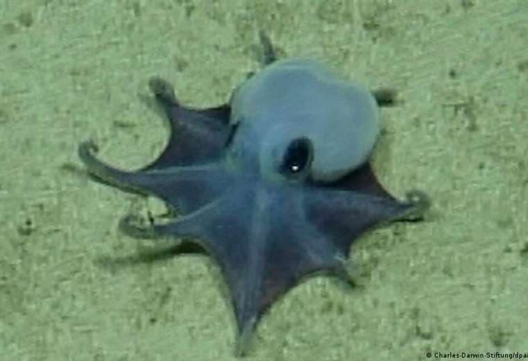 Submarino detectó una nueva especie de pulpo azul en las profundidades de Galápagos