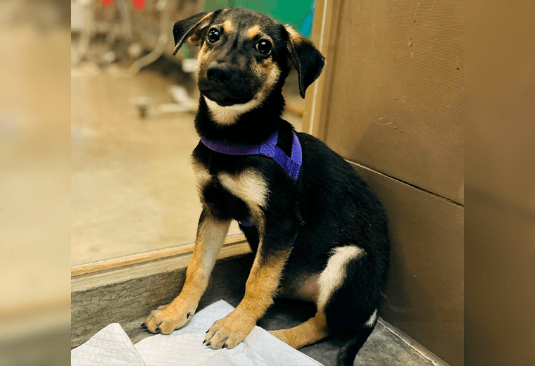 Adopte a un amigo fiel: 'Tomy'