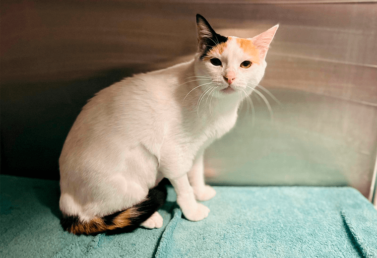 Adopte a una amiga fiel: 'Rhaenyra'