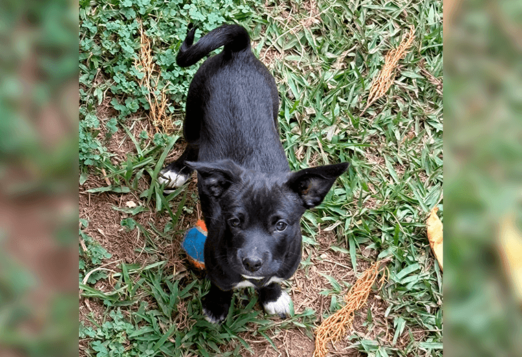 Adopte a una amiga fiel: 'Valquiria'