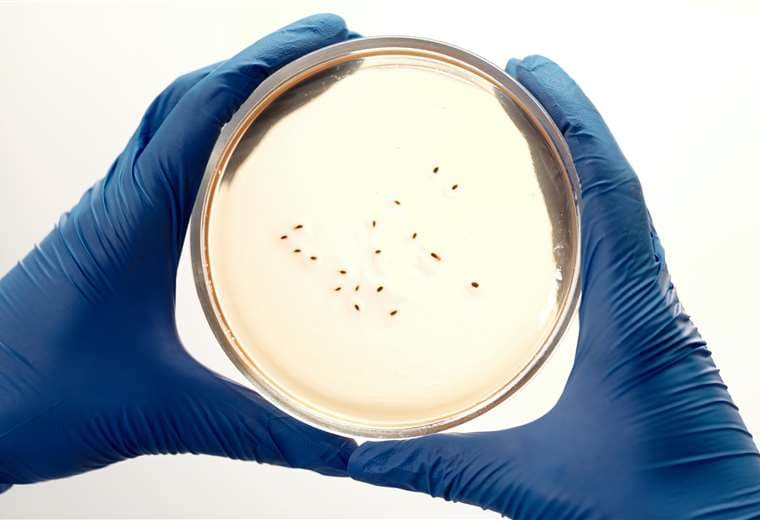 Colegio de Veterinarios: Perros y gatos no transmiten Leishmania infantum