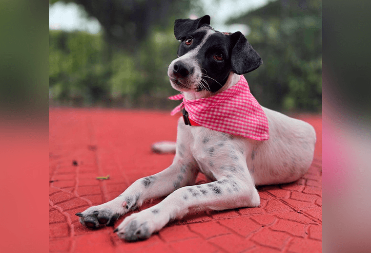 Adopte a una amiga fiel: 'Sussy'