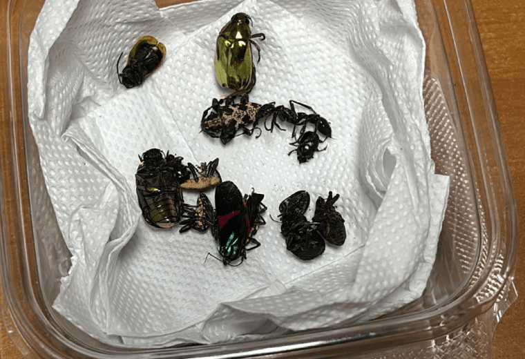 Tráfico ilegal y saqueo de insectos: ¿qué tan común es y cómo afecta al medioambiente?