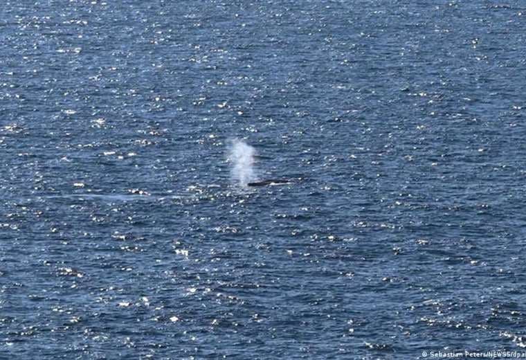 Timmy, la ballena jorobada, liberada en el mar del Norte