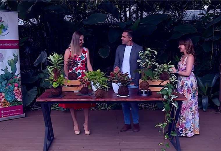 Plantas, musgo y relajación: el auge de las kokedamas en los hogares
