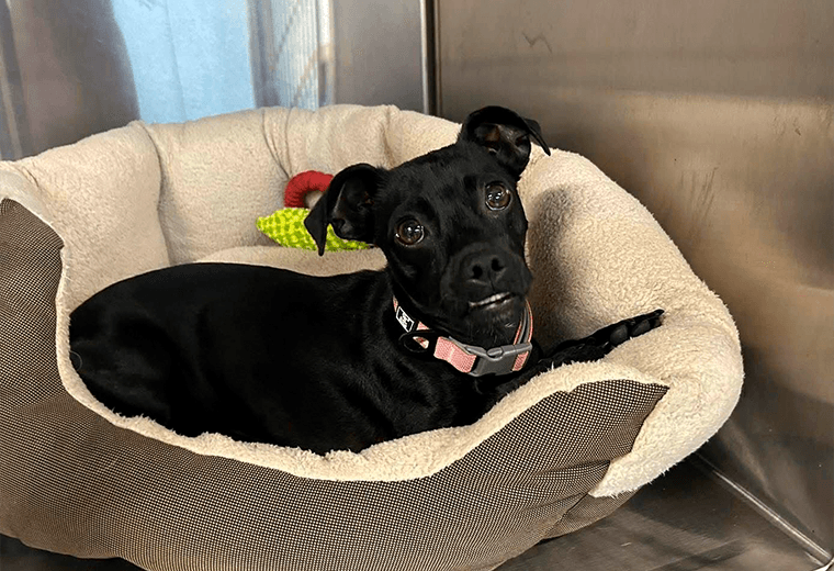 Adopte a una amiga fiel: 'Karencita'