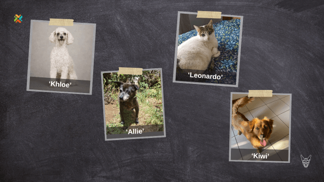 ¡De vuelta a casa! Estas mascotas y sus familias requieren su ayuda para reencontrarse