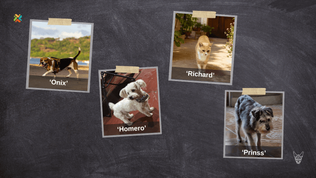 ¡De vuelta a casa! Ayude a estas familias a encontrar a sus mascotas extraviadas