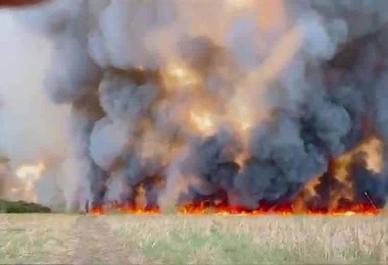 Bomberos salvan tortuga en medio del fuego en Palo Verde