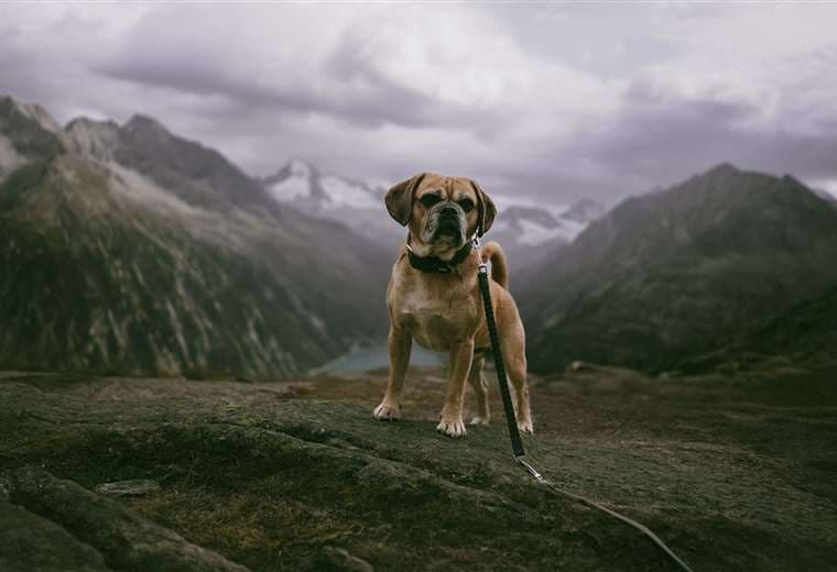 ¿Quiere llevar a su perro a hacer 'hiking' a la montaña? Siga estas recomendaciones 