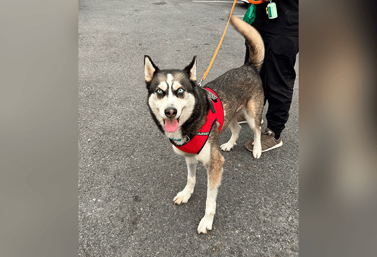 Adopte a un amigo fiel: 'Zeus'