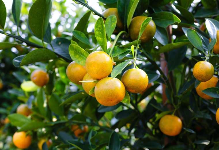 Dragón amarillo: la plaga sin cura que tiene en alerta permanente a productores de cítricos