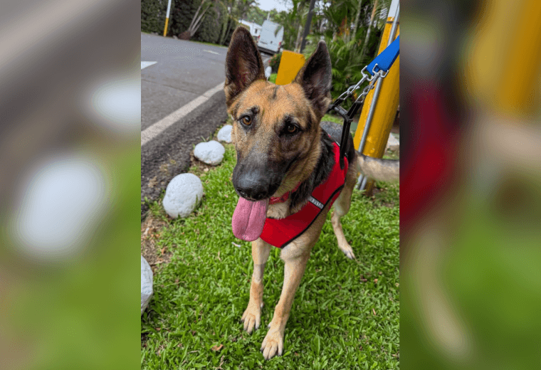 Adopte a una amiga fiel: 'Mila'
