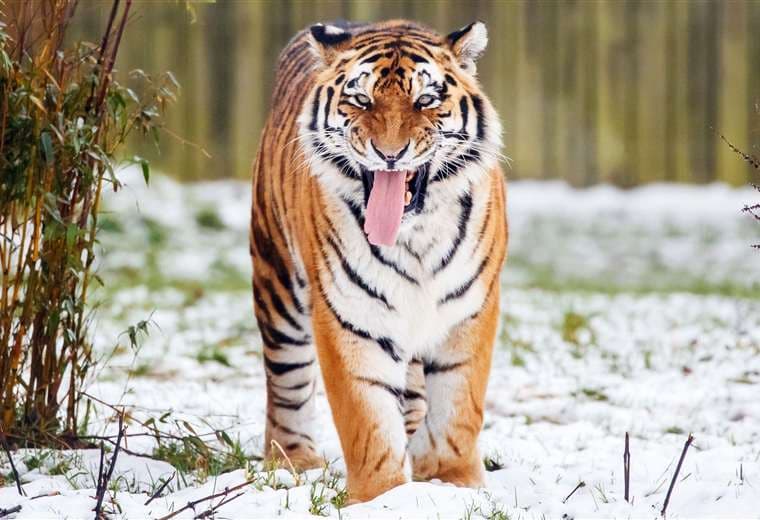 Muere un hombre tras ser atacado por tigre en parque zoológico de Inglaterra