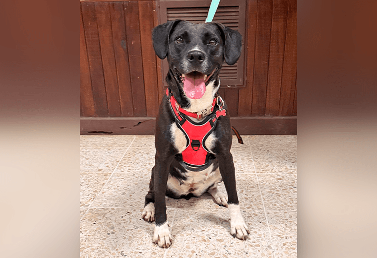 Adopte a una amiga fiel: 'Dana'