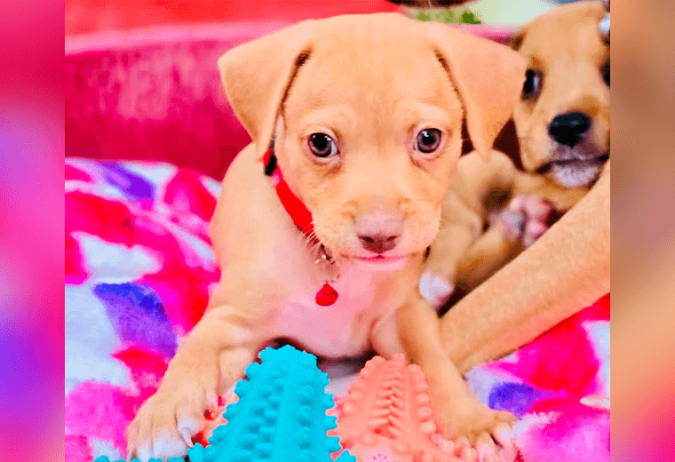 Adopte a un amigo fiel: 'Santi'