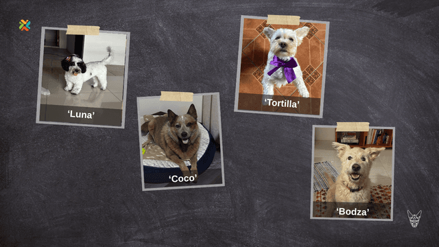 ¡Ayúdelos a volver a su hogar! Cuatro familias buscan a sus mascotas desaparecidas