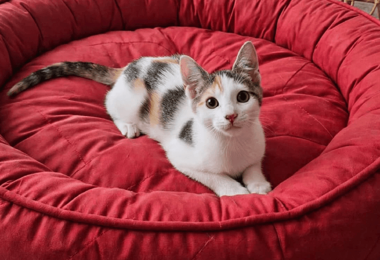 Adopte a una amiga fiel: 'Olivia'
