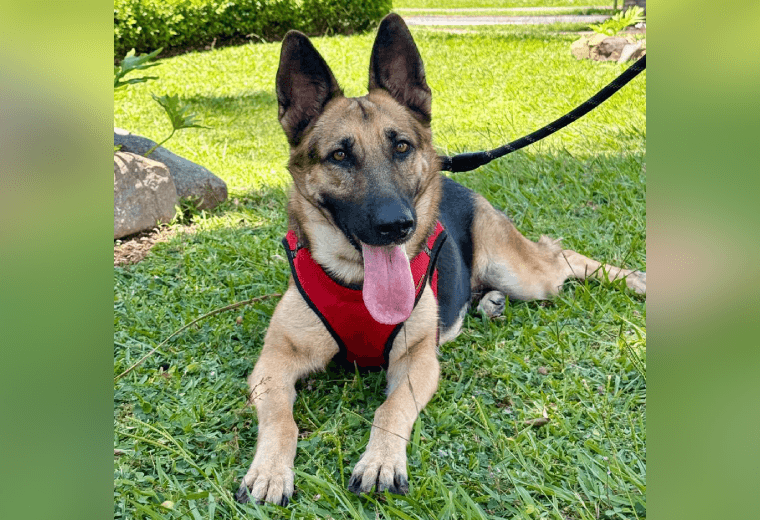 Adopte a una amiga fiel: 'Mila'