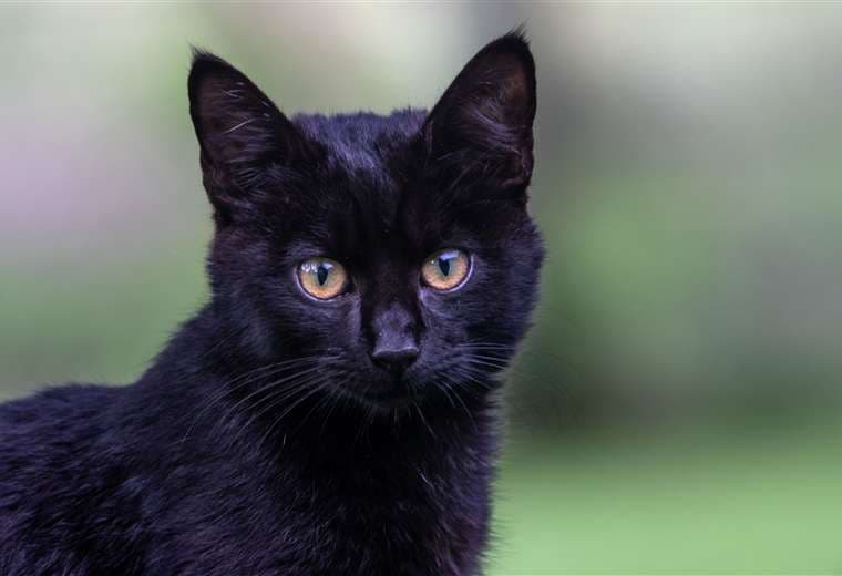 Alertan sobre riesgos para las mascotas durante Halloween: esto es lo que debe saber