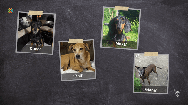 ¿Ha visto a alguna de estas mascotas? Sus familias las buscan desesperadamente
