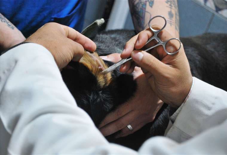 Senasa niega haber recibido denuncias sobre veterinarios extranjeros que operan sin permisos