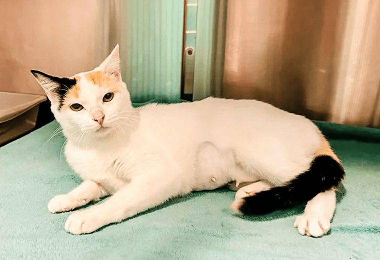 Adopte a una amiga fiel: 'Rhaenyra'
