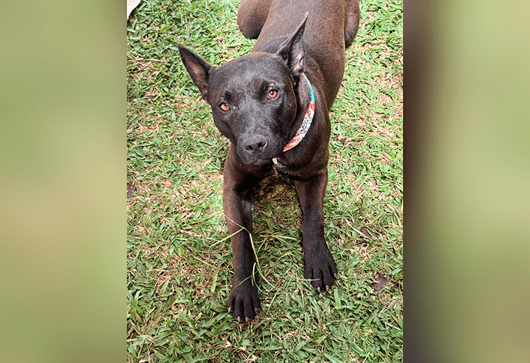 Adopte a un amigo fiel: 'Periquita'