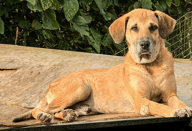 Adopte a un amigo fiel: 'Carlitos'