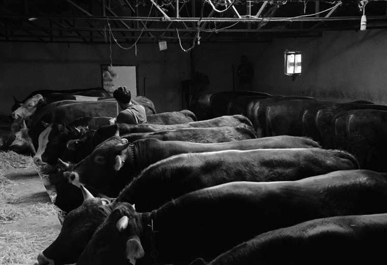 Colegio de Veterinarios cuestiona modelo de Senasa para fiscalizar mataderos
