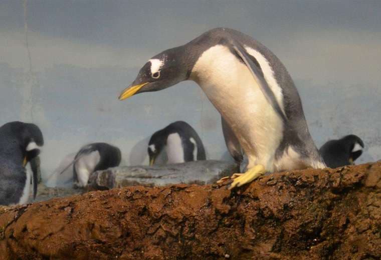 Identifican una nueva especie de pingüino por primera vez en más de 100 años