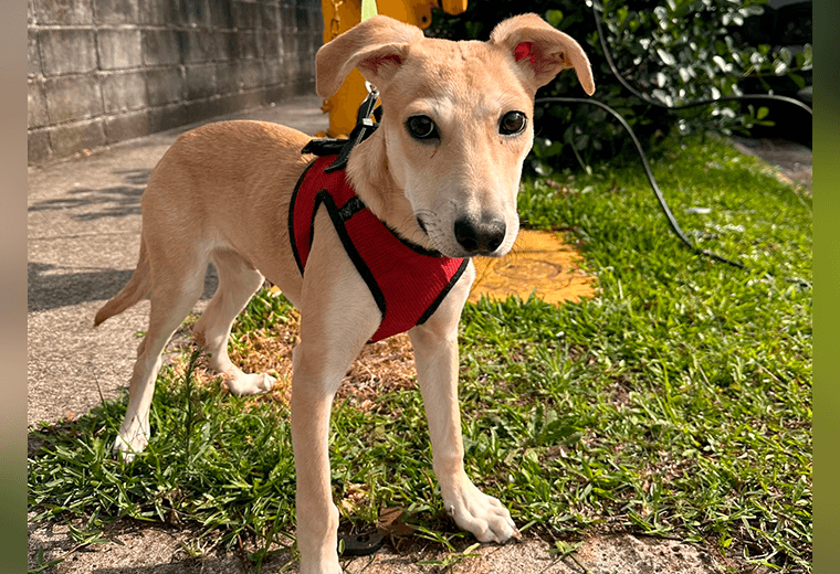 Adopta a un amigo fiel: 'Oscar'