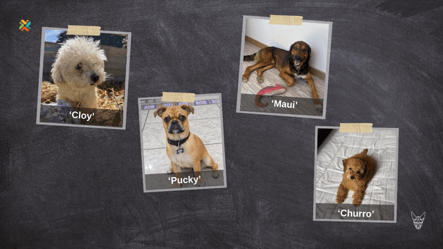 ¿Ha visto a alguna de estas mascotas? Sus familias las buscan desesperadamente