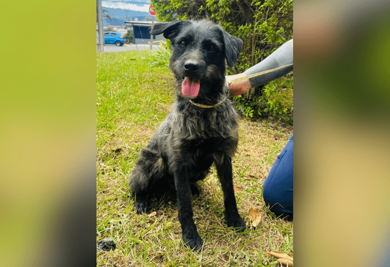 Adopte a un amigo fiel: 'Lucas'