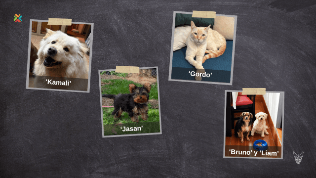 ¡De vuelta a casa! Ayude a estas mascotas a reencontrarse con sus dueños