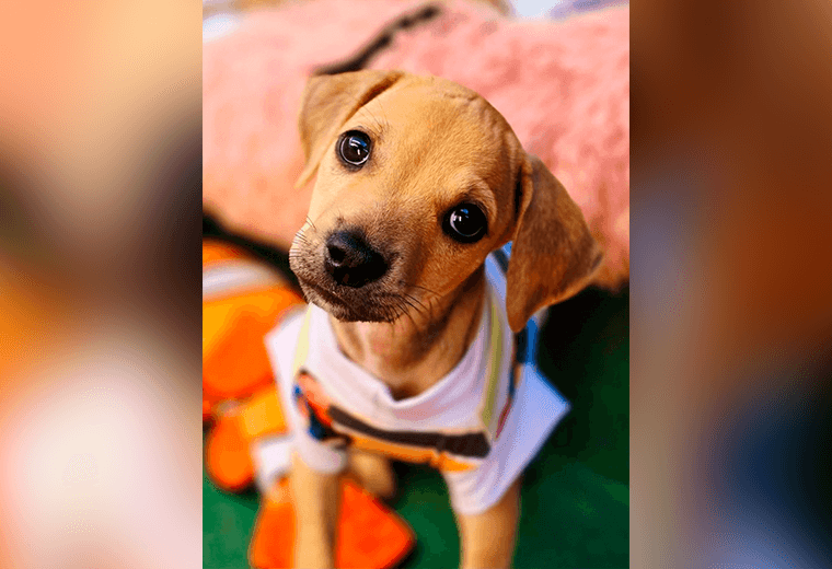 Adopte a un amigo fiel: 'Roy'