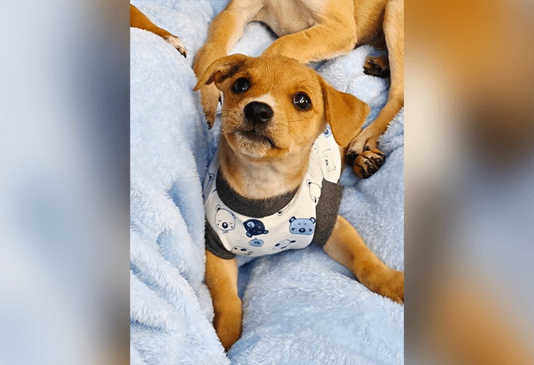 Adopte a un amigo fiel: 'Waffle'