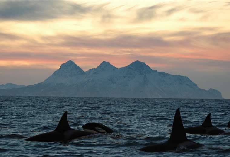 Orcas embisten a un pez luna con tanta fuerza que lo destrozan en mil pedazos