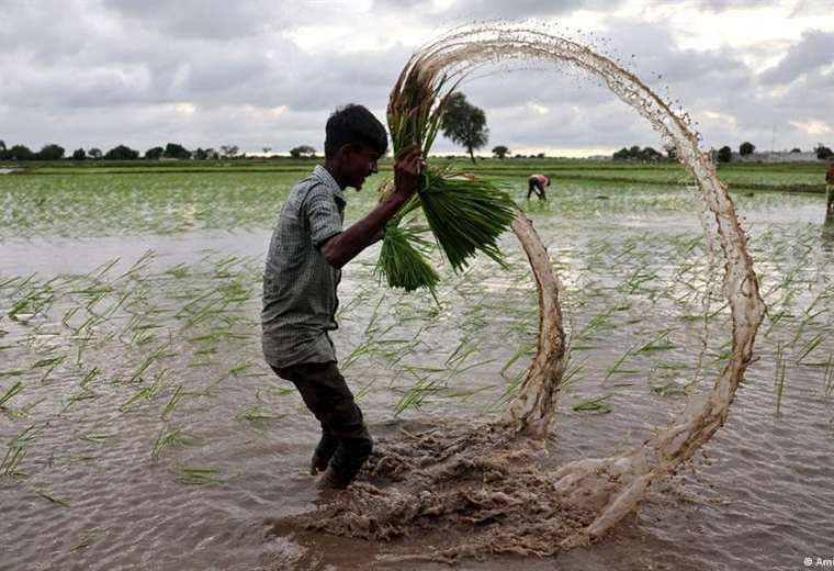¿Cómo inciden las guerras y El Niño en el hambre mundial?