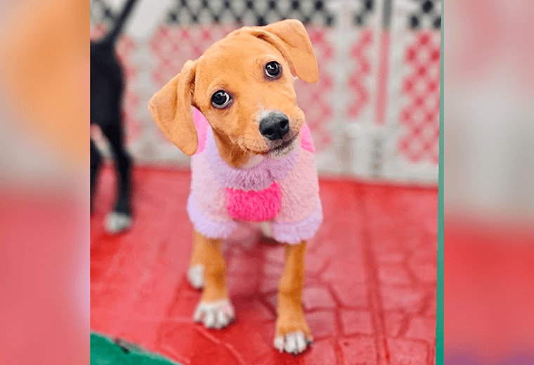 Adopte a un amigo fiel: 'Yuki'