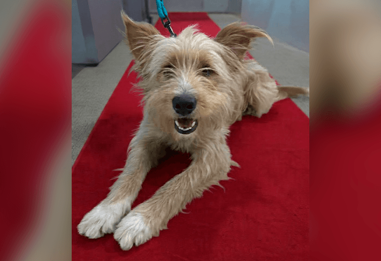 Adopte a un amigo fiel: 'Lucky'