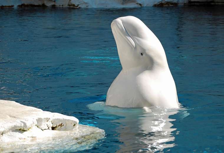 Aprueban compleja operación internacional para rescatar de emergencia a 30 belugas