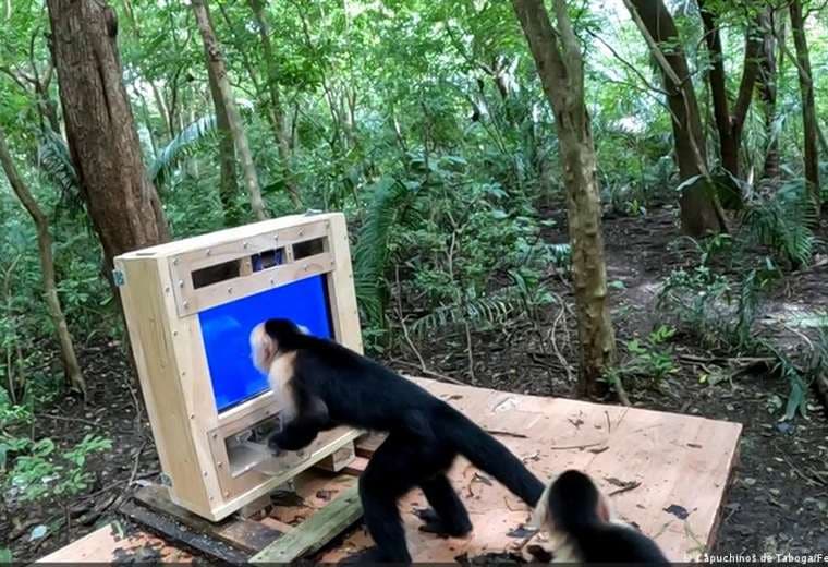 Una pantalla azul en medio de la selva: monos salvajes interactúan con la IA en Costa Rica