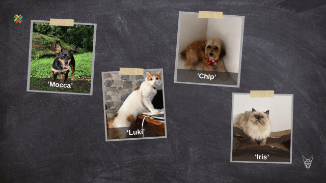 ¡De vuelta a casa! Estas mascotas necesitan de su ayuda para regresar con sus dueños