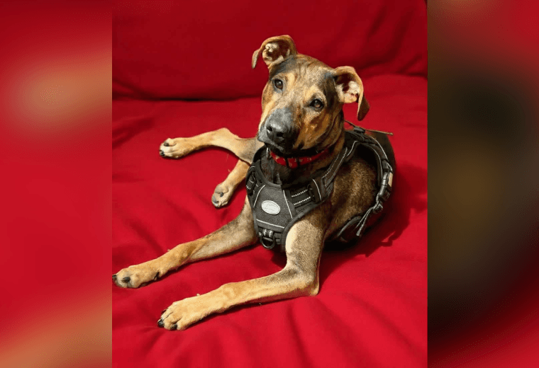 Adopte a un amigo fiel: 'Galletita'