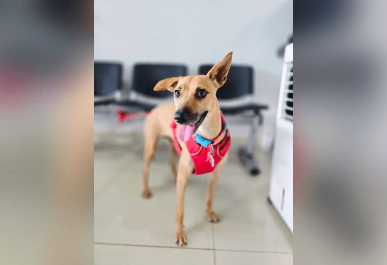 Adopte a una amiga fiel: 'Chira'