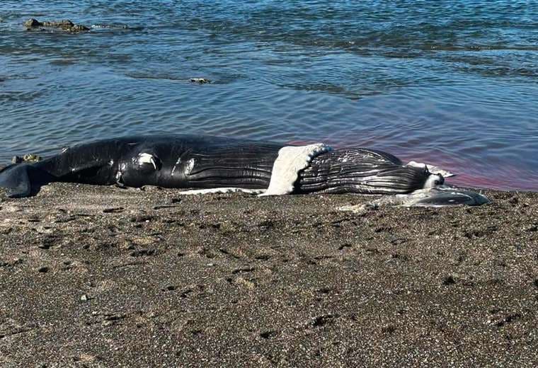Ballena aparece muerta y autoridades lanzan urgente llamado a población de Cóbano