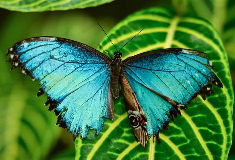 Altas temperaturas ponen en riesgo a colorida mariposa Morpho, según estudio