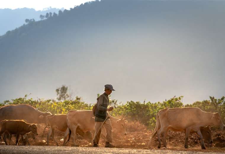 Casos de rabia paralítica en Golfito: ¿existe riesgo de contagio de bovinos a humanos?