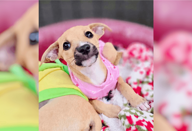 Adopte a una amiga fiel: 'Hera'